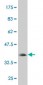 UHRF1 Antibody (monoclonal) (M02)